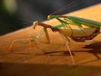 Femela mantis rugător ucide bărbatul după împerechere