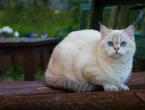 Segavereline kass: iseloom, kirjeldus Kassipoeg on segu briti ja pärsia keelest