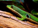 Lebensraum und Lebensstil des Geckos