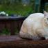 Karışık cins kedi: karakter, açıklama Yavru kedi İngiliz ve Farsçanın bir karışımıdır