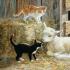 Незаразни болести по козите, идентифициране на симптоми и лечение