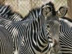 Zebrat: ku jetojnë, çfarë hanë, përshkrim dhe fakte interesante
