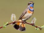 Ptak z niebieską piersią na Uralu