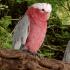 Папагали какаду: прегледи, снимки