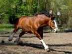 Sunkiasvoriai arkliai: veislės, jų nuotraukos ir aprašymai Rusų veislės sunkiųjų arklių veisimas