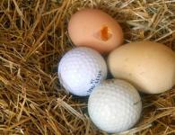 Warum fressen Hühner ihre Eier?