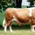 Simmental: description and characteristics of the cow breed, reviews about the Simmental Simmental meat breed