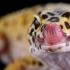 Eublefar-Gecko in einem Heimterrarium