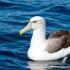 Kim są albatrosy wędrowne?