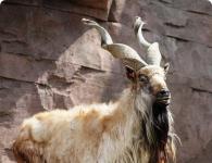 Horned goat: description and lifestyle