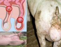 Castration of pigs without risk to their health