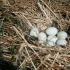 Кога гъските започват да снасят яйца у дома?