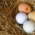 Через що кури клюють свої та чужі яйця: що робити і як вирішити проблему?