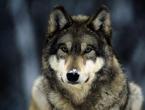 Vlk obecný Vnější rozdíly mezi vlky a vlky