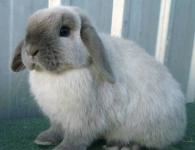 Lop rabbit - dwarf ram