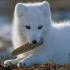 Arktická líška - polárna líška Popis líšky polárnej