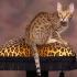 Kočky plemene Ocicat: zvenku divoké, uvnitř laskavé Ocicat skořice Americká kočka najdi kočku