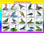 Какви птици се наричат ​​прелетни?
