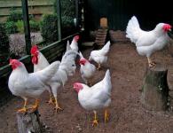 Why laying hens do not lay eggs well: the main reasons