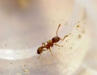 Karıncalar birbirini öldürüyor