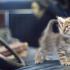 Mieunatul pisicii Înregistrare audio a unei pisici miaunând