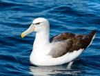 Who are wandering albatrosses?