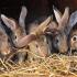 Кога да отделяте бебета зайчета от женско зайче - съвети за начинаещи Извеждане на новородени зайчета