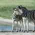 Where does the zebra live: striped facts What zone does the zebra live in?