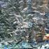 Garra rufa akvaariumi kalad Probleemid garra rufa kaladega
