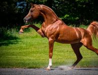 Shumëllojshmëria e llojeve dhe racave të kuajve Racat e kuajve nga A në Z