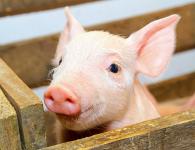 The castration procedure for piglets and its advantages
