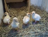 Breeding chickens at home for beginners is an interesting and useful activity.