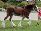 Shetland pony: description of the breed, care features and breeding