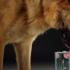 Warum trinkt ein Hund viel Wasser: Symptome und Behandlung