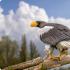 Белоопашат орел - описание на птицата, където живее белоопашатият орел