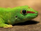 Wszystko o gekonach: Fakty o gekonach Gdzie żyją gekony