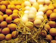 Prečo kurčatá neznášajú vajcia: hlavné dôvody zníženia produkcie vajec a čo robiť