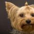 Qentë Yorkie: përshkrimi i racës Mini Yorkie, kujdesi, fotot A e njihni këtë racë qeni, Yorkshire Terrier?