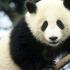 Panda wielka lub niedźwiedź bambusowy Panda i inne zwierzęta